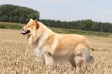CHIEN FINNOIS DE LAPONIE 719